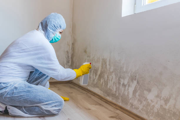 Licensed Hvac And Air Duct Mold Remediation service in McKinney, TX - Car Mold Remediation